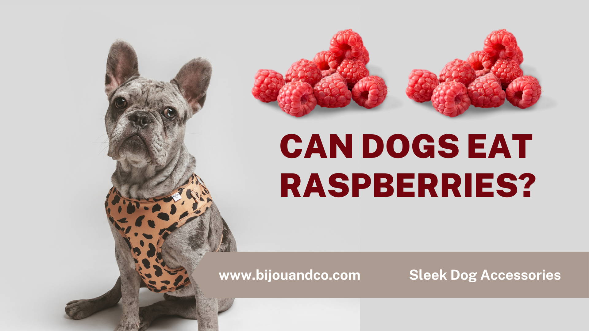 Can Dogs Eat Frozen Berries